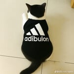 gạ dc e *** cực múp