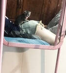 Đoán xem lớp mấy nào 🤭