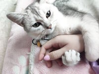 1376 ảnh trong 1 album: Cô gái loli dễ thương 4