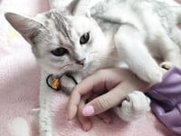 1376 ảnh trong 1 album: Cô gái loli dễ thương 4