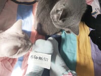 1376 ảnh trong 1 album: Cô gái loli dễ thương 4