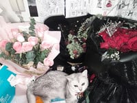 1376 ảnh trong 1 album: Cô gái loli dễ thương 4