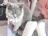 1376 ảnh trong 1 album: Cô gái loli dễ thương 4