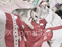 1376 ảnh trong 1 album: Cô gái loli dễ thương 4