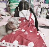 1376 ảnh trong 1 album: Cô gái loli dễ thương 4