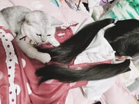 1376 ảnh trong 1 album: Cô gái loli dễ thương 4