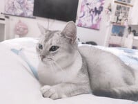 1376 ảnh trong 1 album: Cô gái loli dễ thương 4