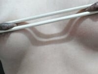 Bé slv 2 được huấn luyện