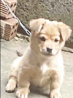 hkimhv_2408 ib tt set kèo some