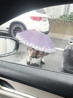 Tổng hợp những pha đái bậy của các em gái