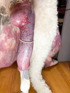 trước giờ tưởng ku chó nhỏ ko ngờ nó lại khủng như vậy